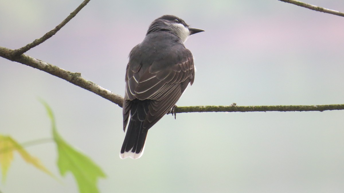 Eastern Kingbird - ML618079240