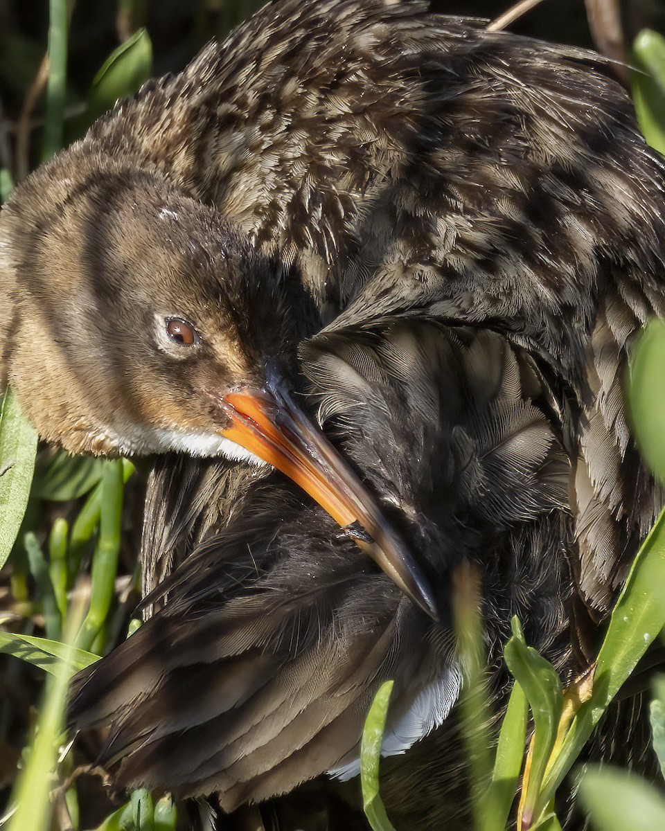 Ridgway's Rail - ML618079247