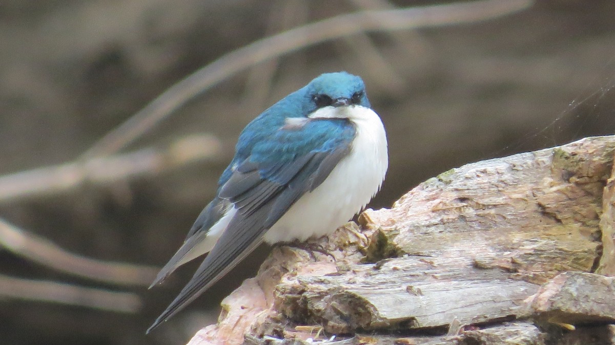 Tree Swallow - ML618079248