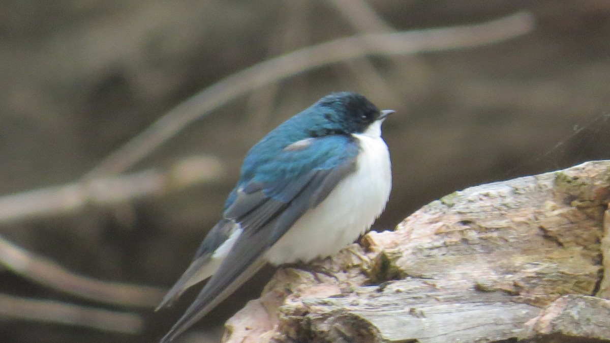 Tree Swallow - ML618079251