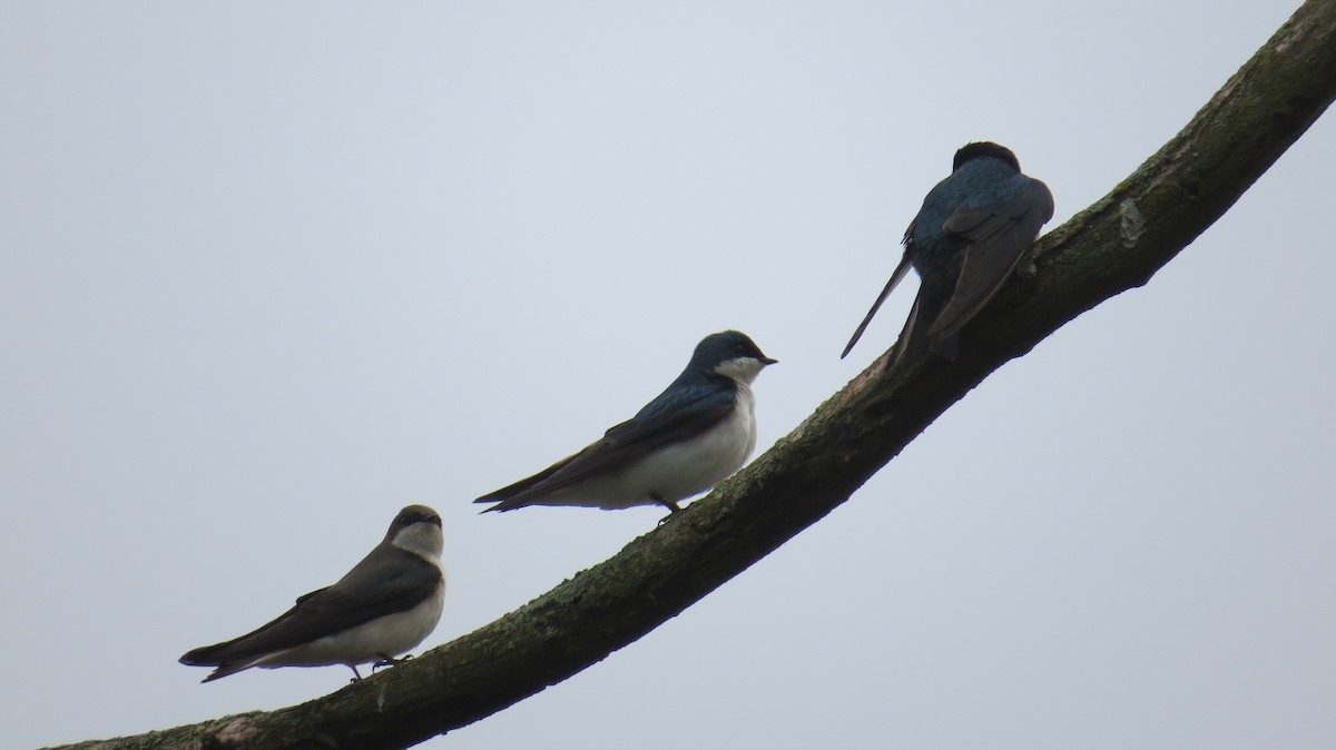 Tree Swallow - ML618079258