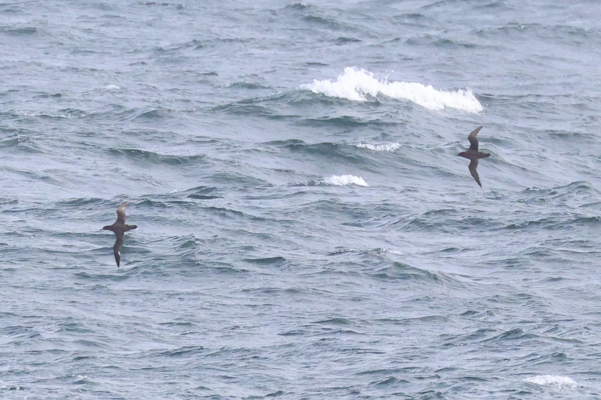 Sooty Shearwater - Paul Gorday