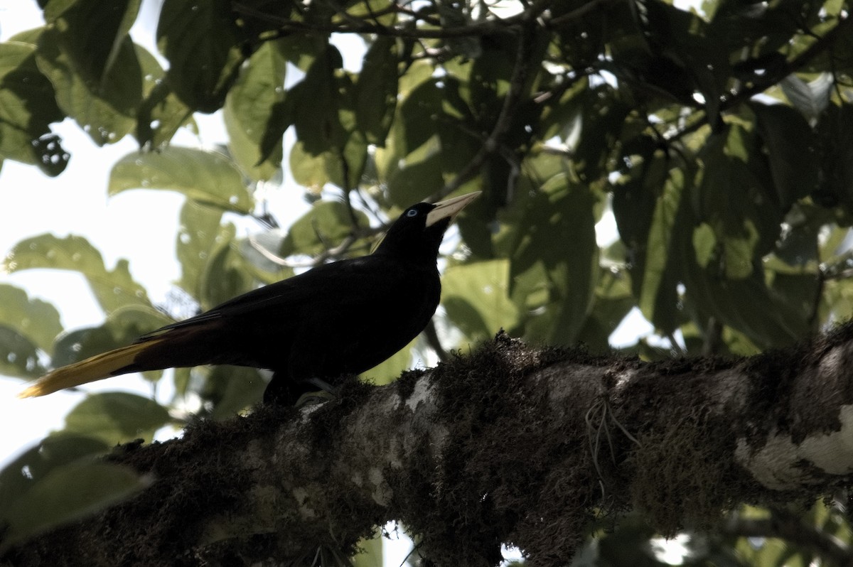 Crested Oropendola - ML618079277