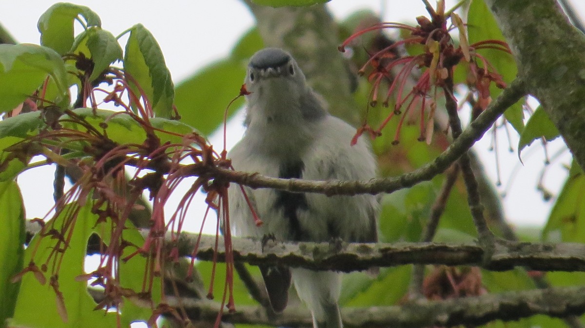 Blue-gray Gnatcatcher - Bird Girl07