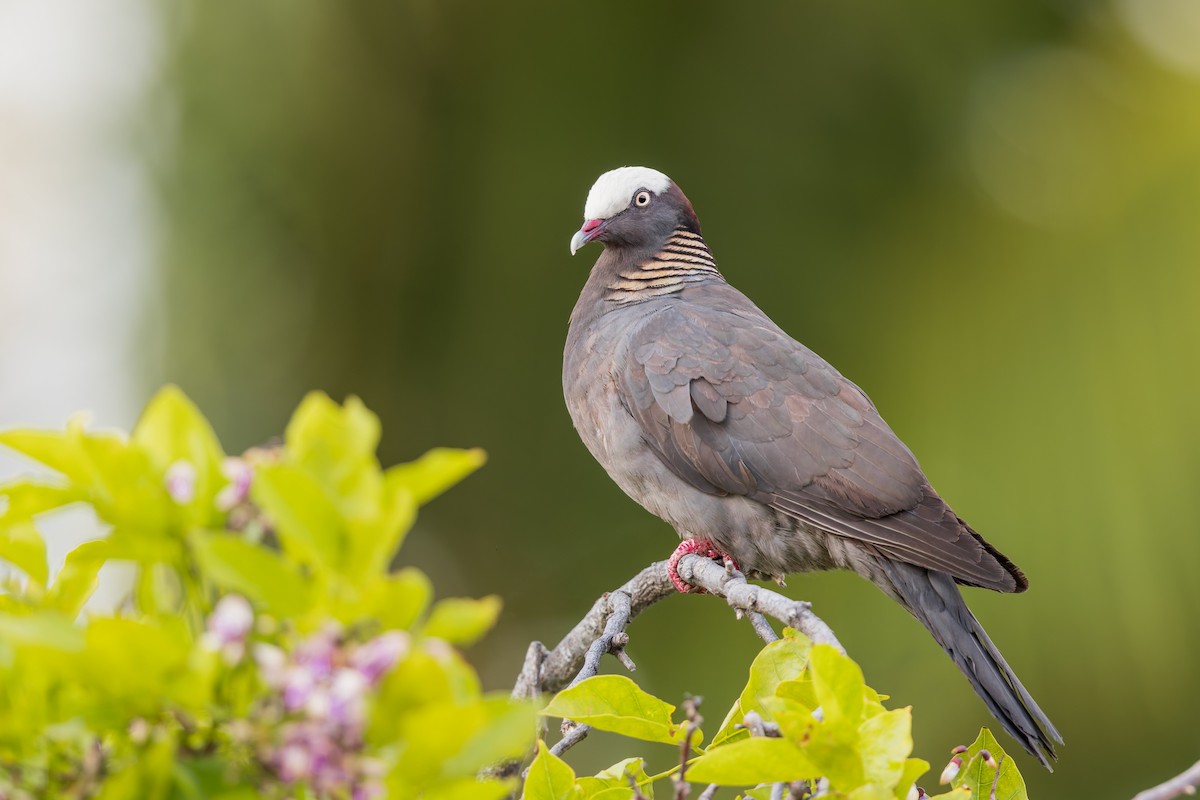 White-crowned Pigeon - ML618079288