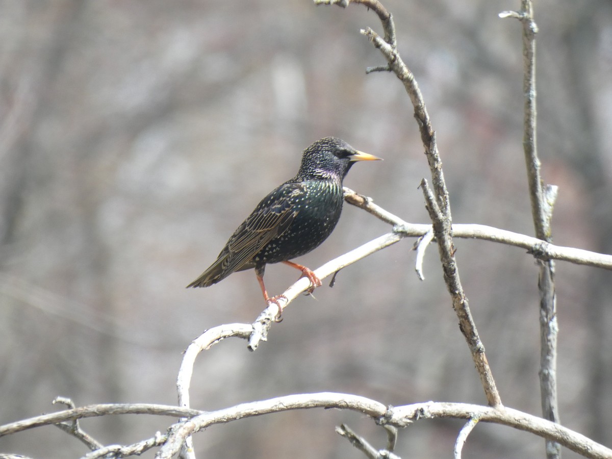 European Starling - Fabian Orozco