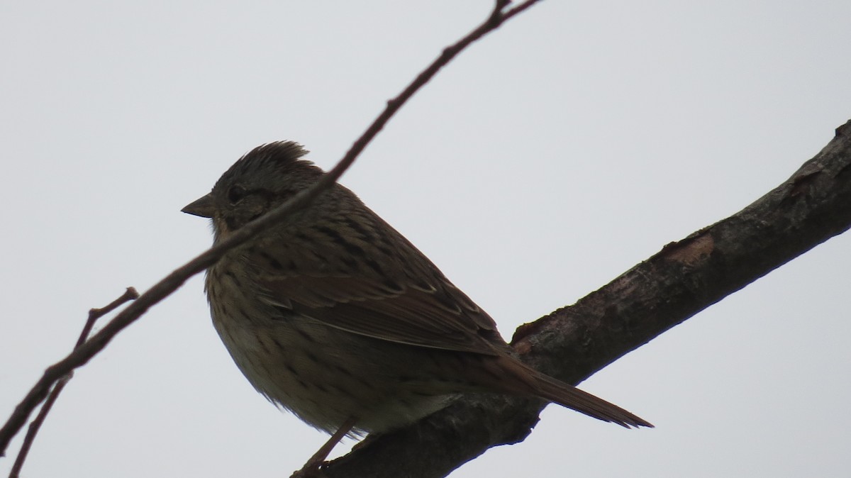 Lincoln's Sparrow - ML618079331