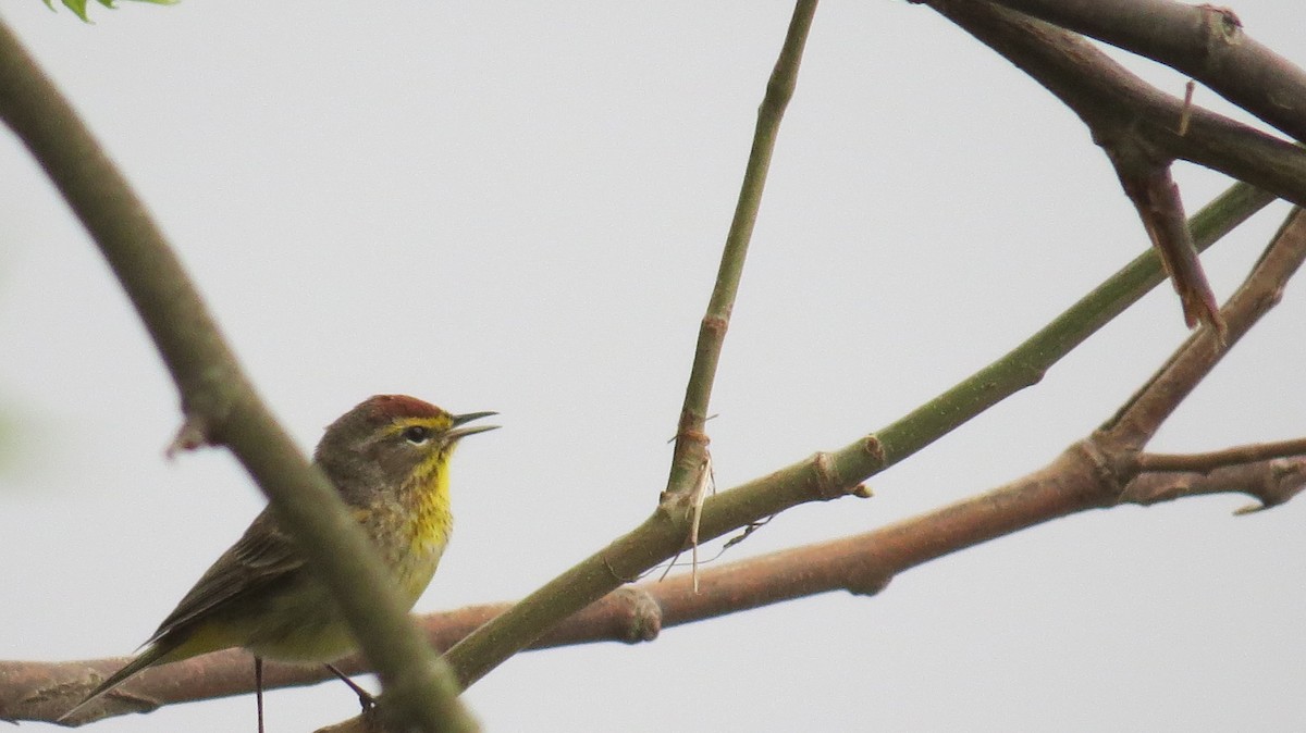 Palm Warbler - ML618079341