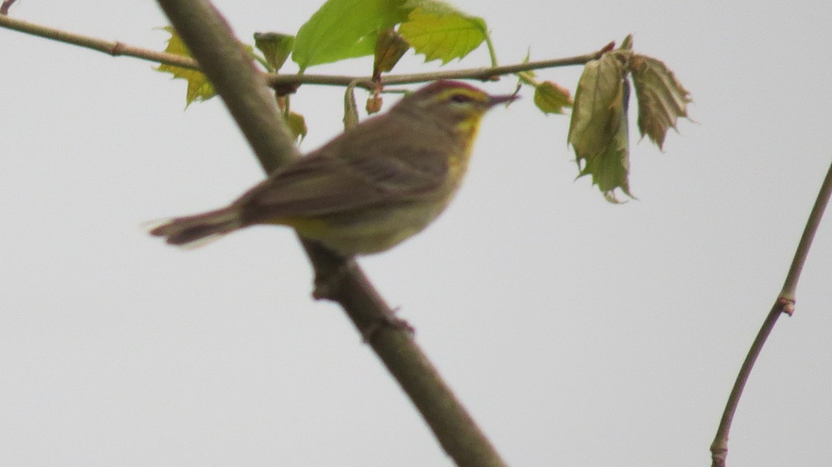 Palm Warbler - ML618079342