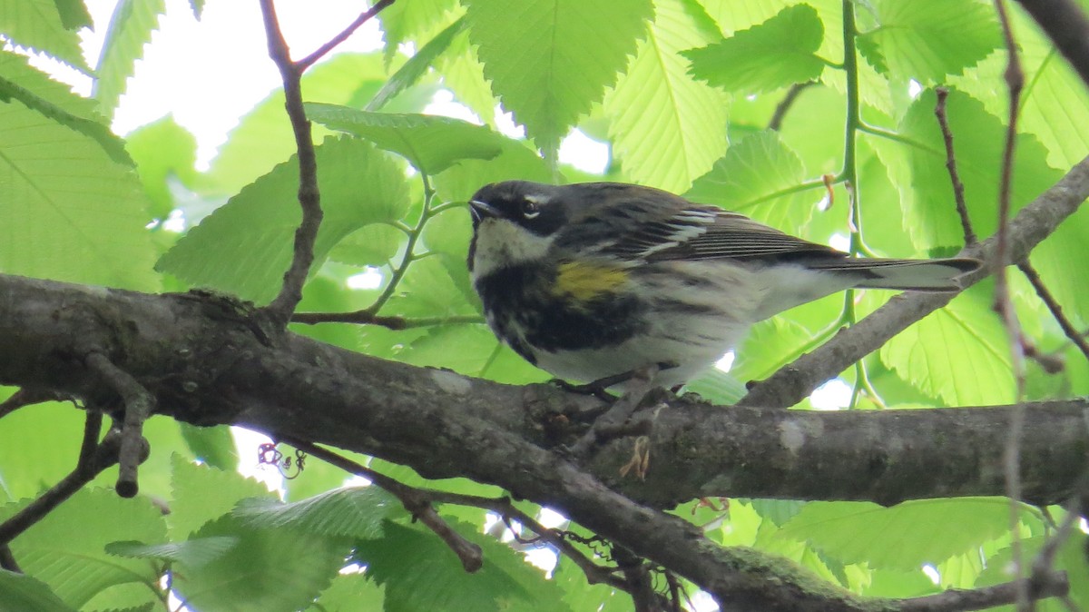 Yellow-rumped Warbler - ML618079352