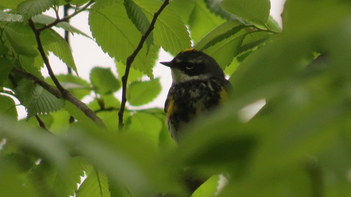 Yellow-rumped Warbler - ML618079356