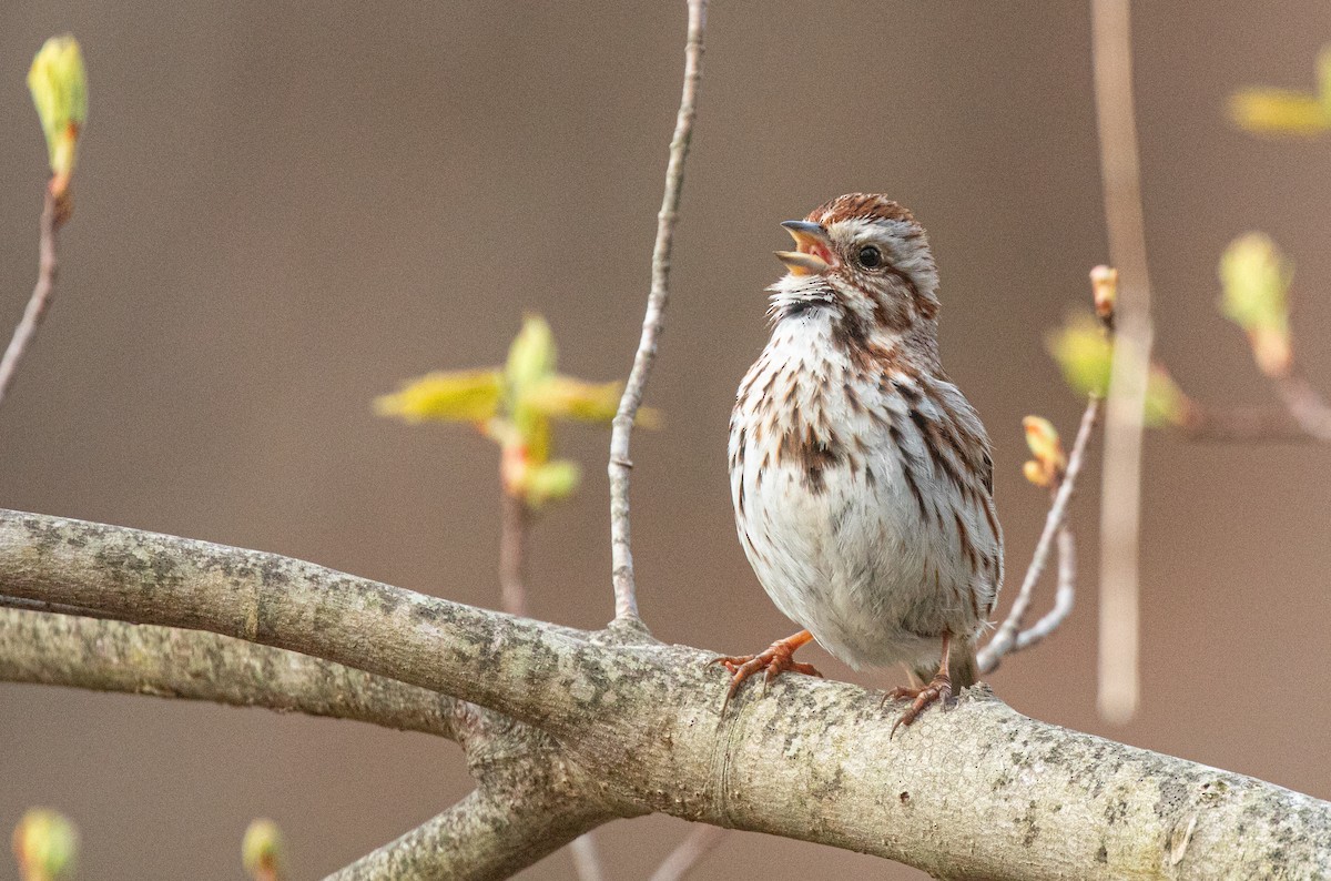 Song Sparrow (melodia/atlantica) - Neil Dowling