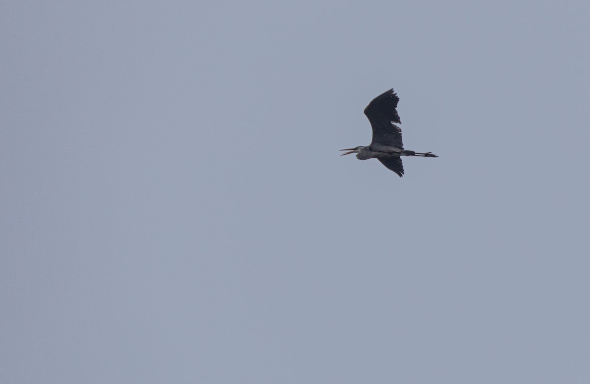 Great Blue Heron (Great Blue) - Anonymous