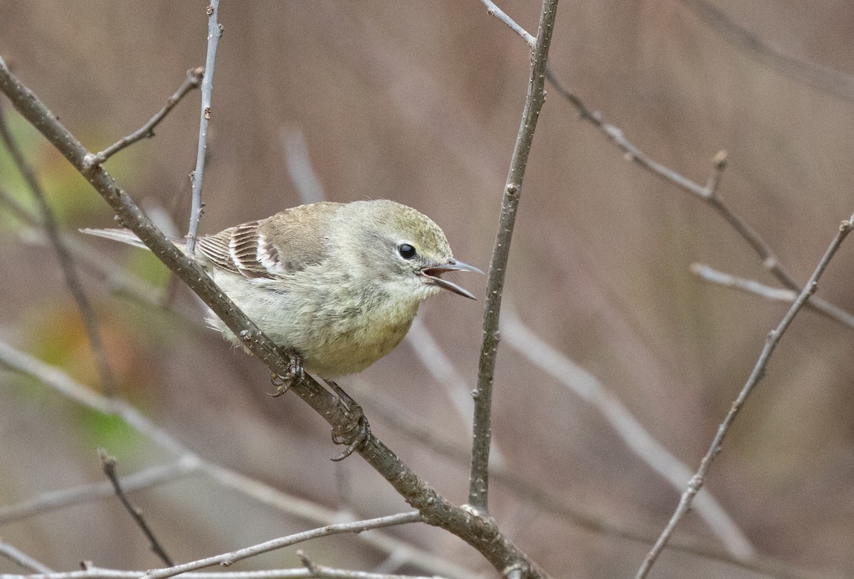 Pine Warbler - Anonymous