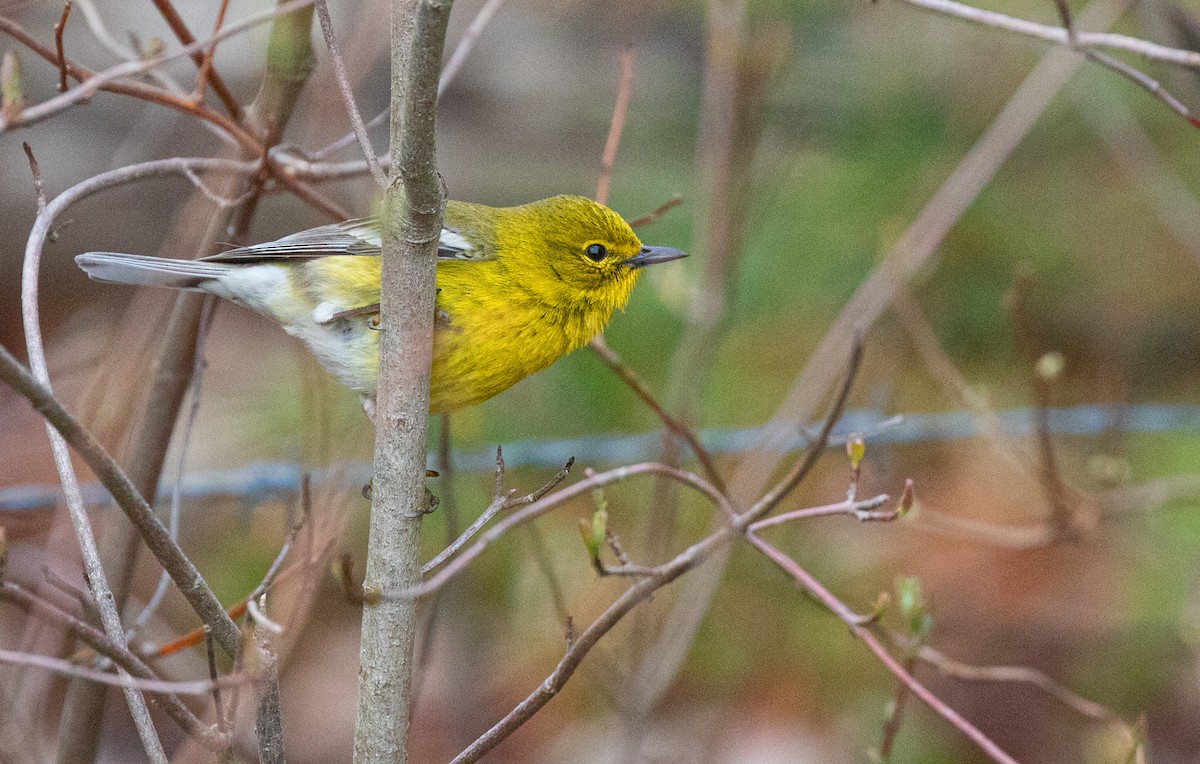 Pine Warbler - ML618079391