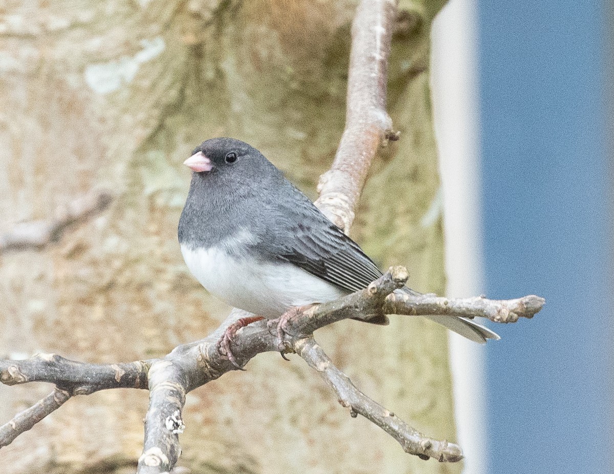 Dark-eyed Junco (Slate-colored) - Daniel Gornall