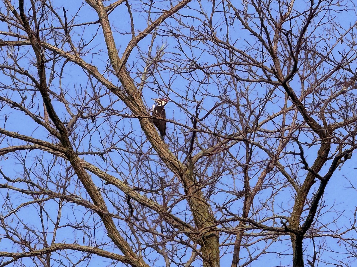 Pileated Woodpecker - ML618079426