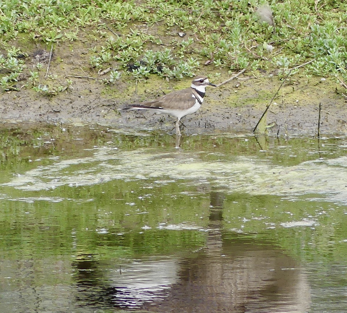 Killdeer - Cindy Sherwood