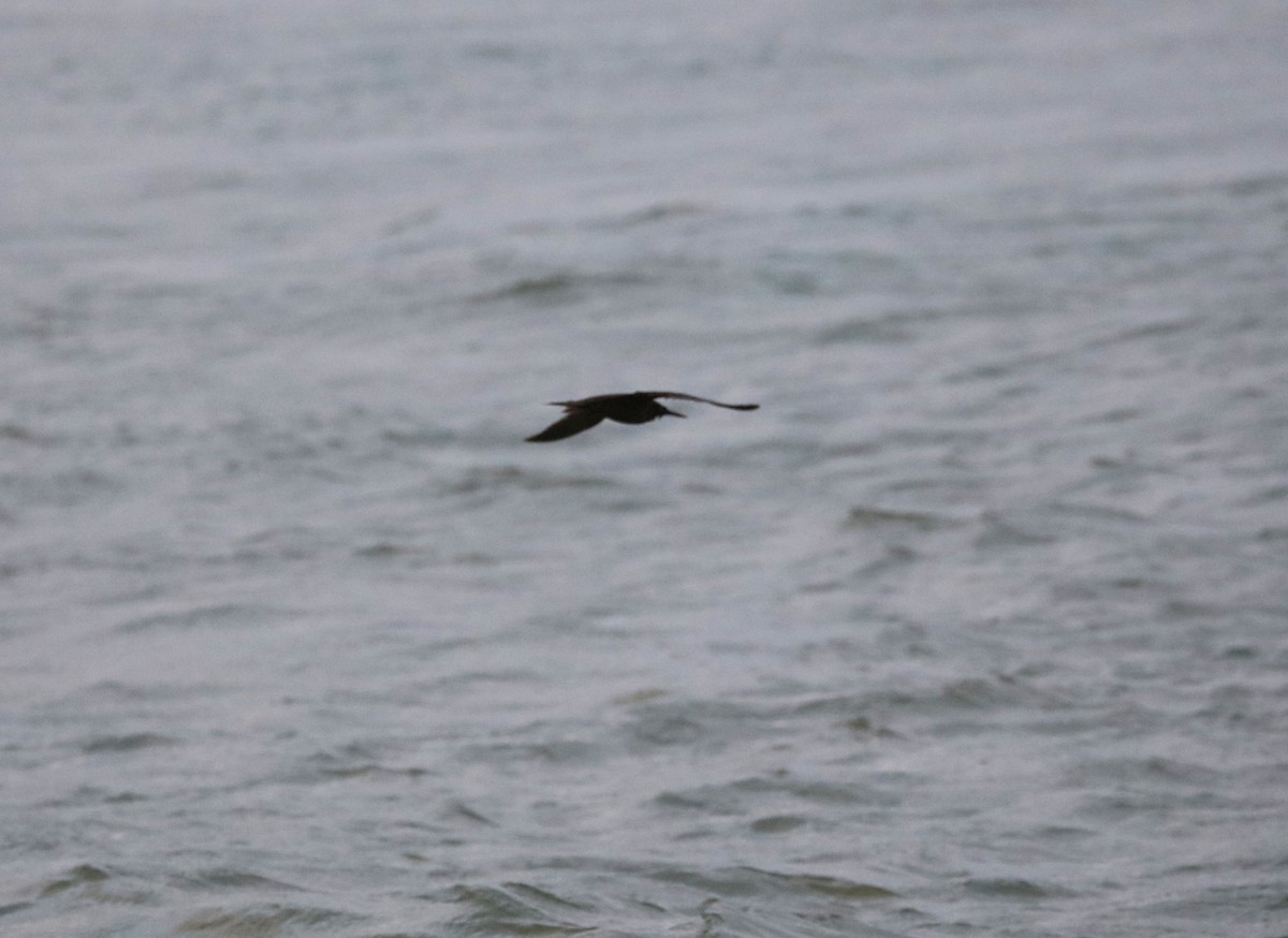 Black Noddy - Jeff Sexton