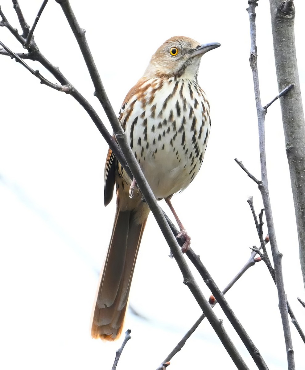 Brown Thrasher - Alan Sankey  COHL