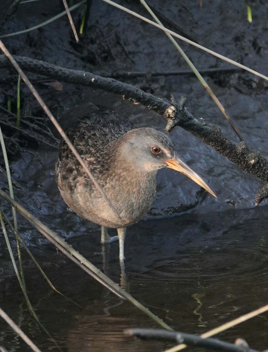 Clapper Rail - ML618079503