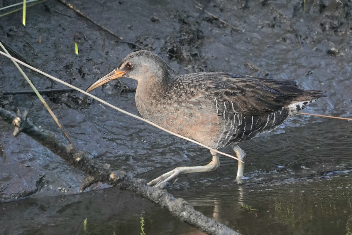 Clapper Rail - ML618079504