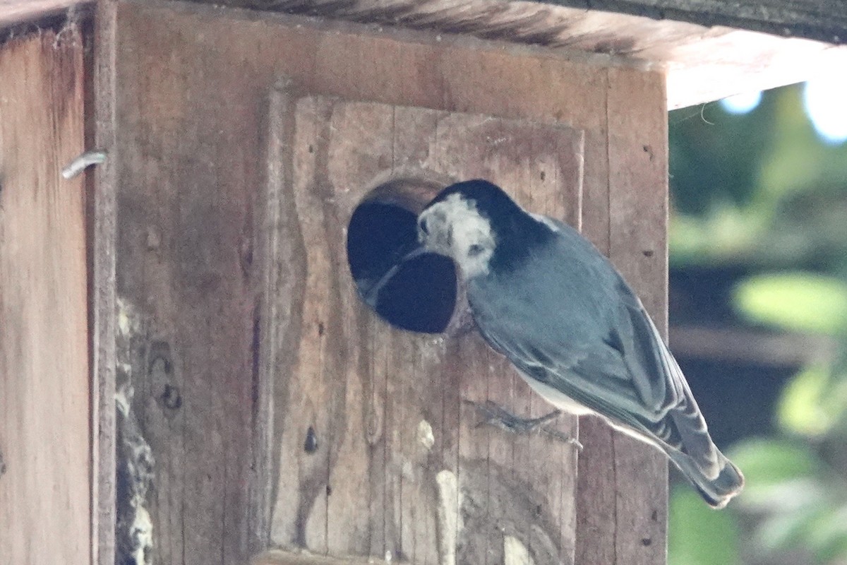 White-breasted Nuthatch - Alena Capek