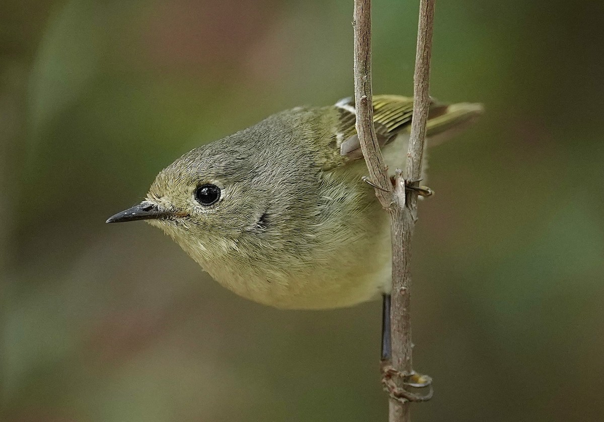 Ruby-crowned Kinglet - Donald Estep