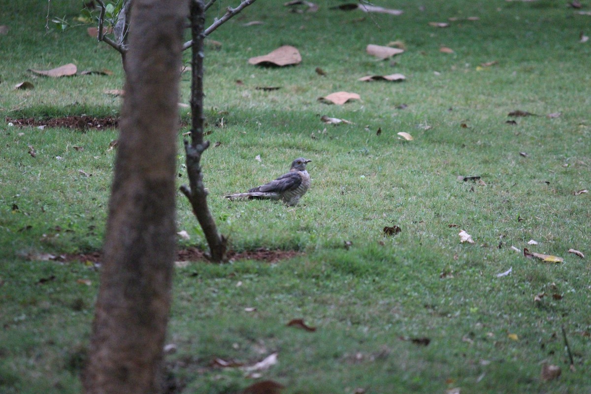 Indian Cuckoo - ML618079522