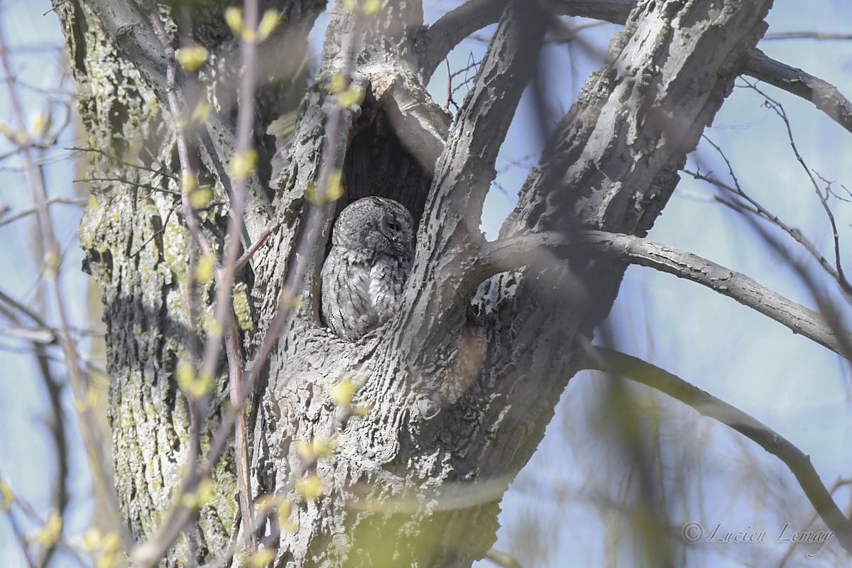 Eastern Screech-Owl - Lucien Lemay