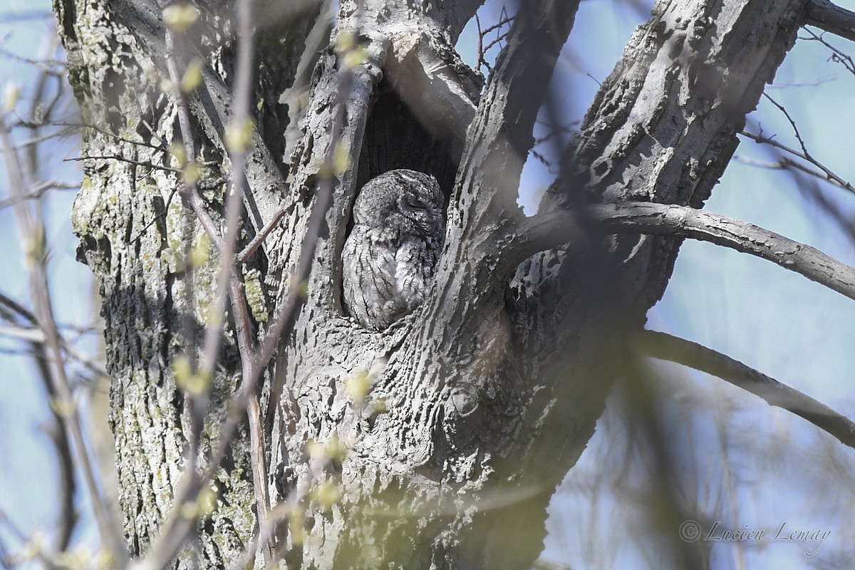 Eastern Screech-Owl - Lucien Lemay