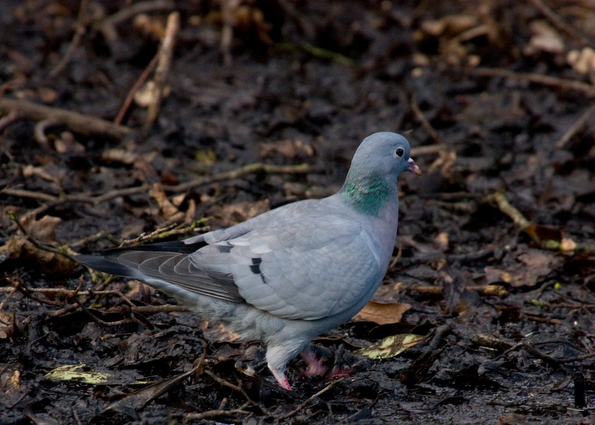 Stock Dove - ML618079529