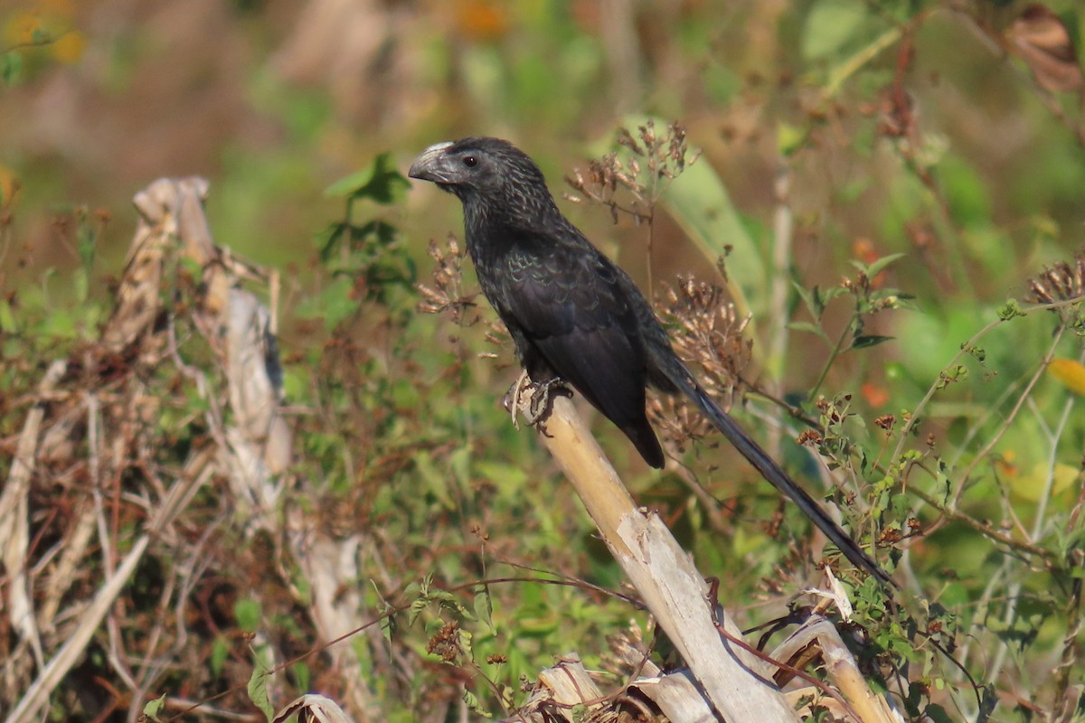 Groove-billed Ani - Patty González CON