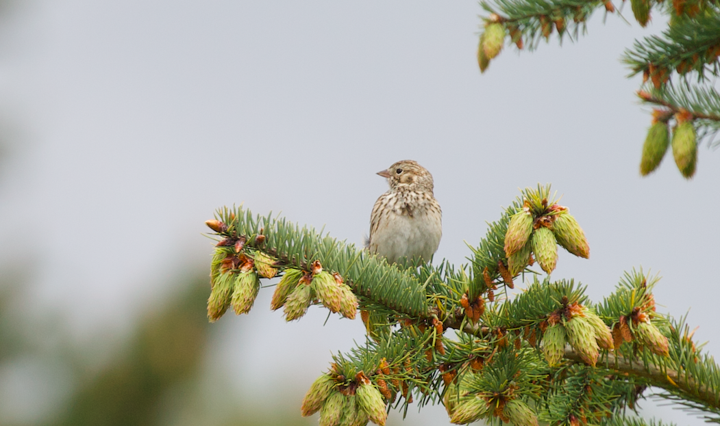 Vesper Sparrow - ML618079547