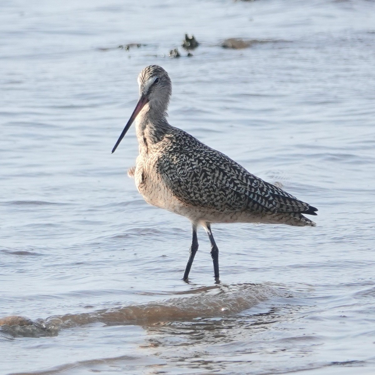 Marbled Godwit - ML618079552