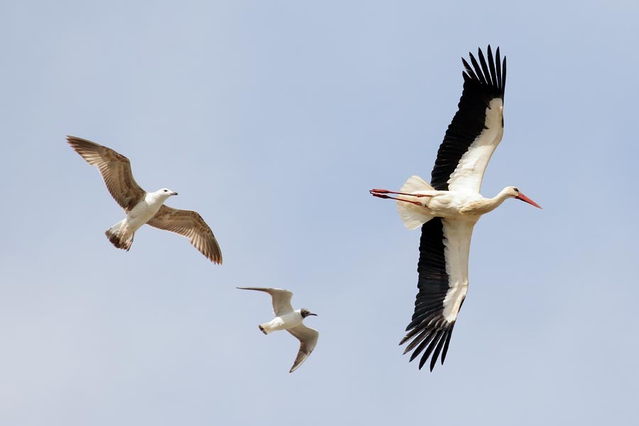 White Stork - Robert Dolezal