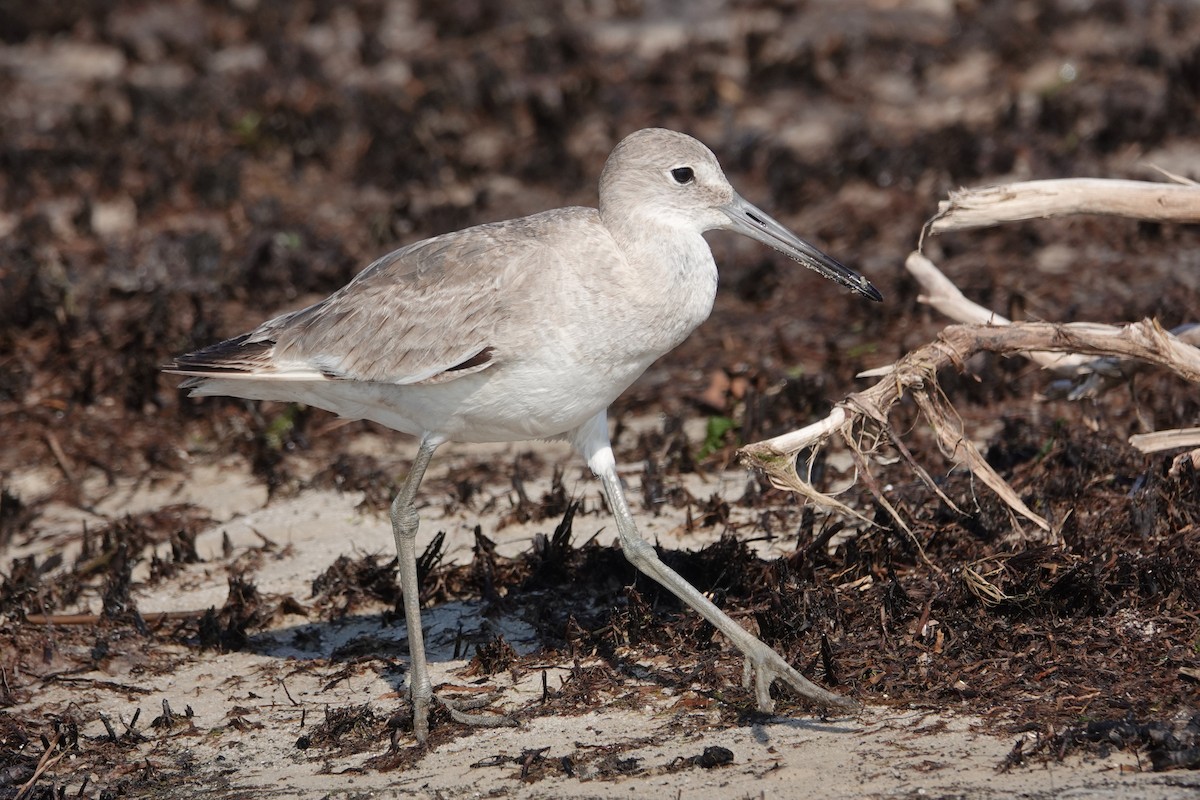 Willet - ML618079566