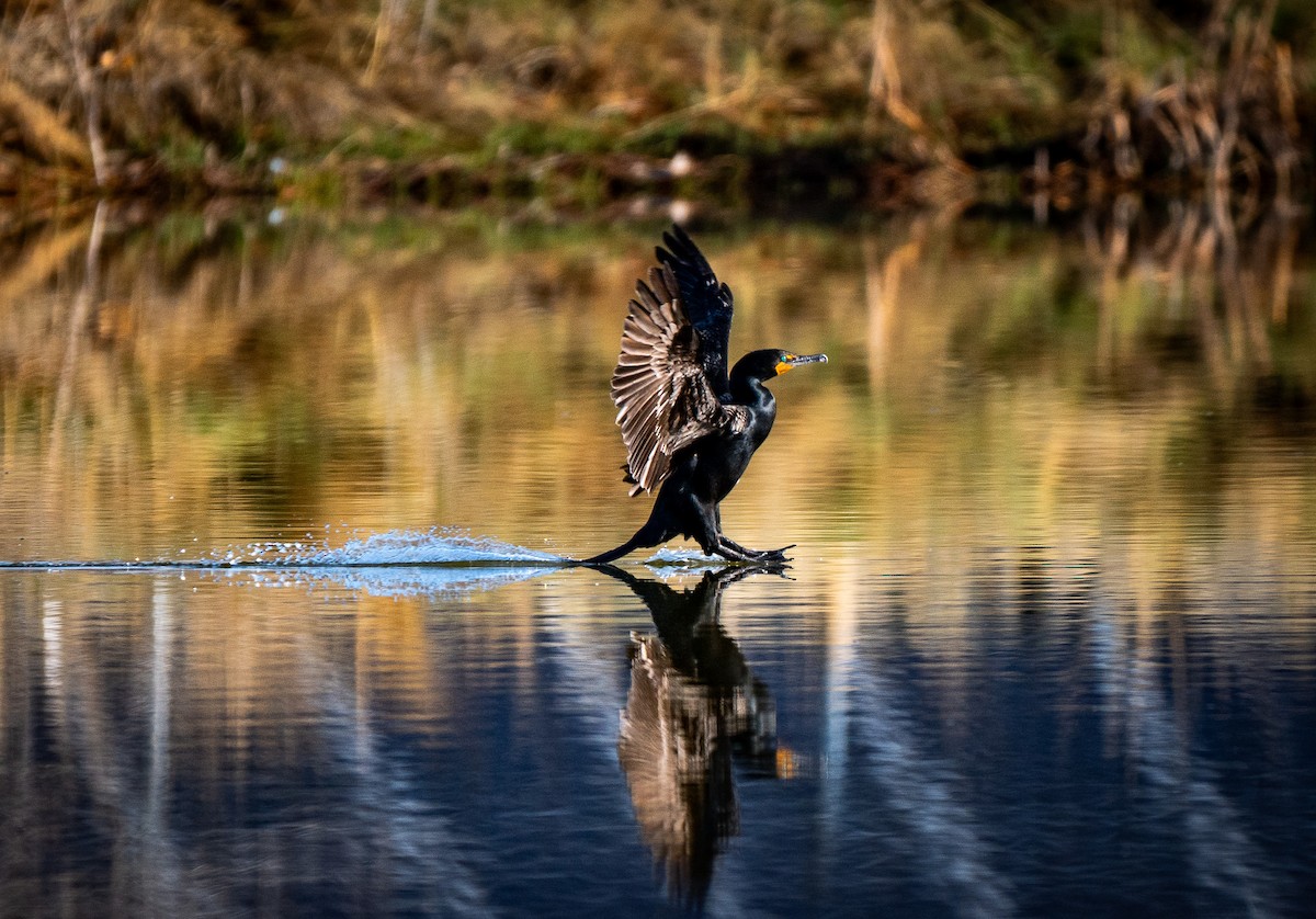 Double-crested Cormorant - James Light