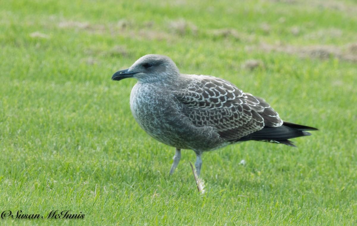 Kelp Gull - ML618079579