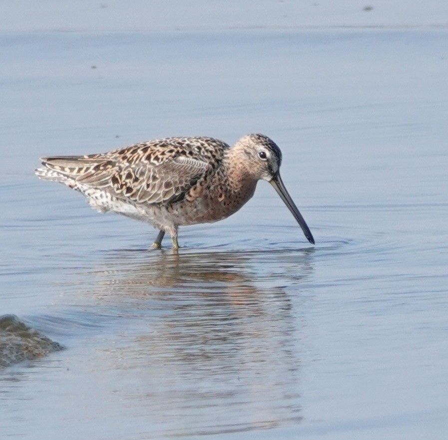 kortnebbekkasinsnipe - ML618079585