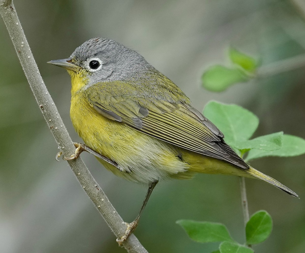 Nashville Warbler - Donald Estep