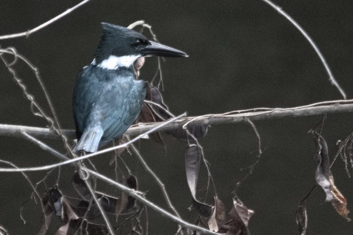 Amazon Kingfisher - Kevin Thompson