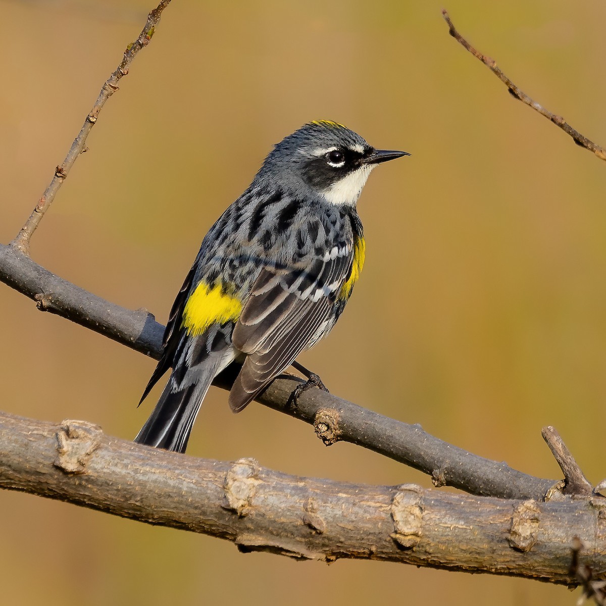 Yellow-rumped Warbler - ML618079626