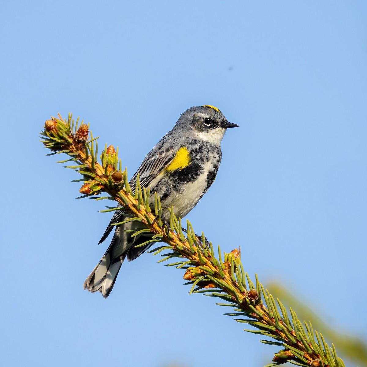 Yellow-rumped Warbler - ML618079627