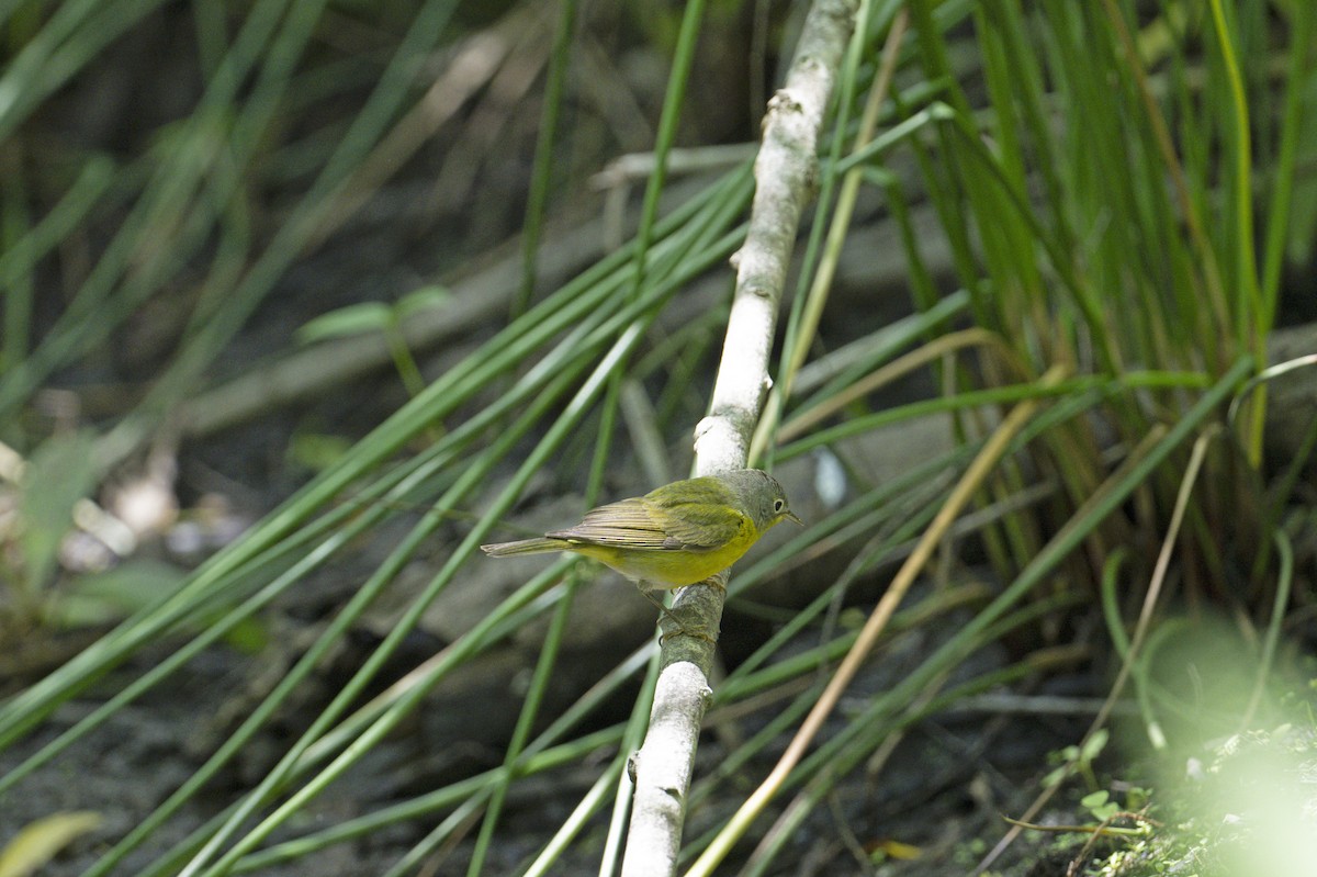 Nashville Warbler - Neil Earnest