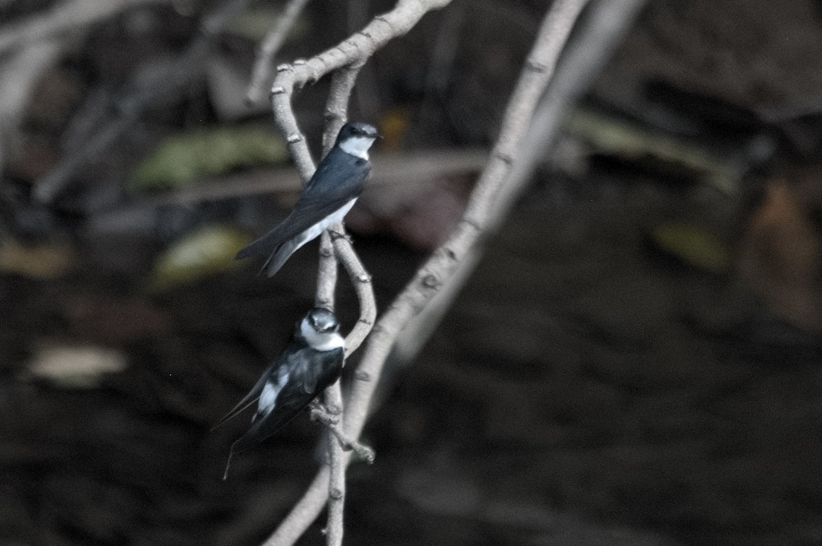 Blue-and-white Swallow - Kevin Thompson