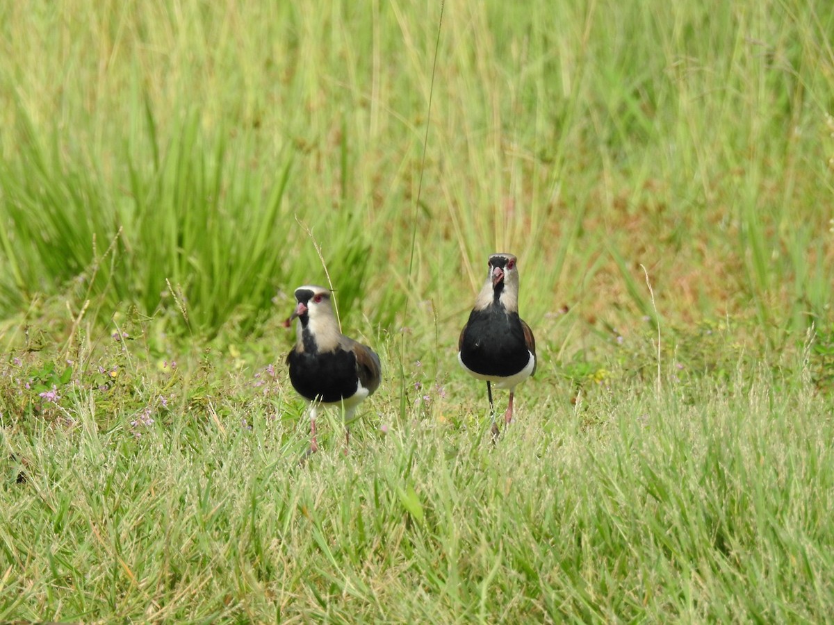 Southern Lapwing - Leonardo Bordin