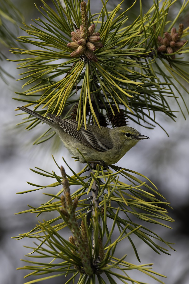 Pine Warbler - Seth Konner