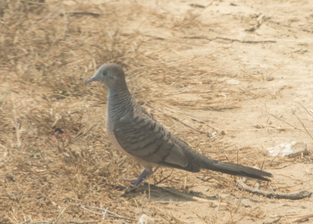 Zebra Dove - ML618079693