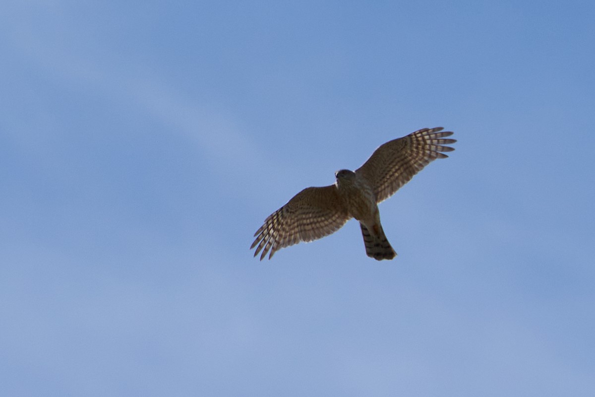 Sharp-shinned Hawk - ML618079719